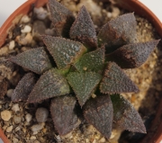 Хавортия (Haworthia Meijyu)