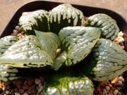Хавортия (Haworthia Marylin 多肉植物 ハオルチア マリリン)