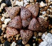 Хавортия (Haworthia picta)
