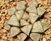 Хавортия (Haworthia picta Beigy Cream)