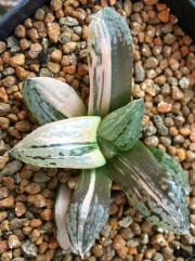 Хавортия (Haworthia picta variegated ハオルチア ピクタ錦)