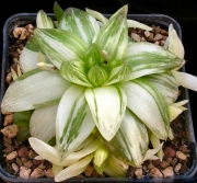 Хавортия (Haworthia planifolia cv. variegata variegated)