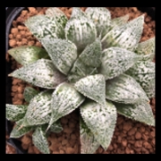 Хавортия (Haworthia Platinum ハオルチア プラチナ カキ仔付き)