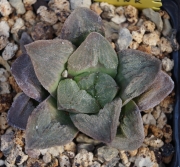 Хавортия (Haworthia Pygmaea Pink)