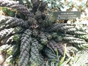 Хавортия (Haworthia coarctata var. coarctata (chalwinii))