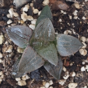 Хавортия (Haworthia retusa murasaki hybrid)
