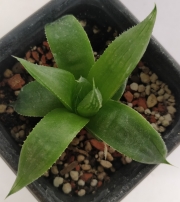 Хавортия (Haworthia retusa White Ghost)