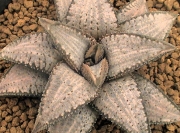 Хавортия (Haworthia Silver Tarantula)
