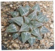 Хавортия (Haworthia sp)