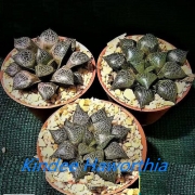 Хавортия (Haworthia splendens Marxii)