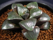 Хавортия (Haworthia springbokvlakensis)