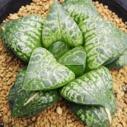 Хавортия (Haworthia Tutankhamun X Suisyo ハオルチア ツタンカーメン×水晶)