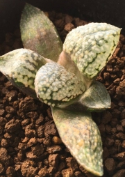 Хавортия (Haworthia white emelyae ハオルチア 白銀ピクタ)