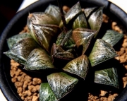 Хавортия (Haworthia White wolf)