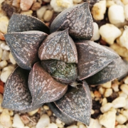 Хавортия (Haworthia 氷雨×赤スプレンデンス)