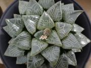 Хавортия (Haworthia 콤프토 hybrid)