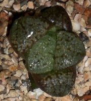 Хавортия хибрид (Haworthia Hybrid)