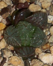 Хавортия хибрид (Haworthia Hybrid)