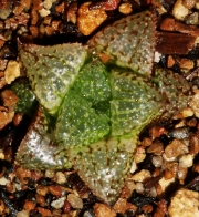 Хавортия хибрид (Haworthia Hybrid Anabella)
