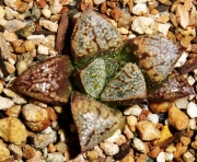 Хавортия хибрид (Haworthia Hybrid Rosabella)