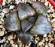 Хавортия комптониана (Haworthia comptoniana RIB0424, Willowmore)