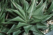 Хавортия лимифолия (Haworthia limifolia striata)
