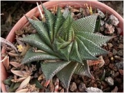 Хавортия лимифолия (Haworthia limifolia striata twister)
