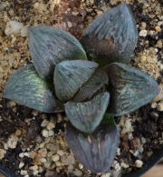 Хавортия турска светлина (Haworthia Turkish light, ターキッシュライト)