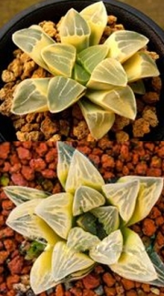 Хавортия вариегата (Haworthia cv. Tiger Pygmaea variegata)