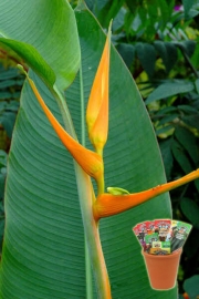 Хеликония, семена (Heliconia latispatha Yellow Gyro)