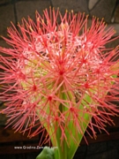 Хемантус мултифлорус, Скадоксус ,Слонско ухо (Haemanthus multiflorus)