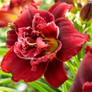 Хемерокалис, червен кичест (Hemerocallis Double Red)