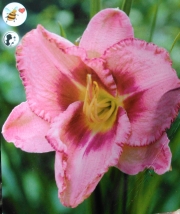 Хемерокалис (Hemerocallis Royal Braid)