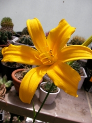 Хемерокалис, оранжево жълт (Hemerocallis)