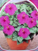 Хибискус (Hibiscus)
