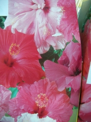 Хибискус градински, Дървовидна ружа (Hibiscus)