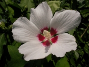 Хибискус, Градински, бял, дървовидна ружа (Hibiscus)