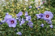 Хибискус градински син, Дървовидна ружа (Hibiscus syriacus)