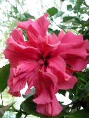 Хибискус (Hibiscus)
