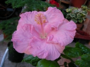 Хибискус жълто-розов (Hibiscus)