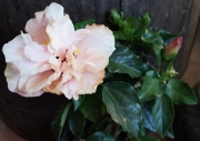 Хибискус кичест две в едно, китайска роза (Hibiscus)