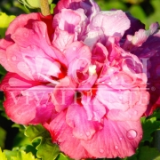 Хибискус, кичест, градински, сирийска роза (Hibiscus syriacus Roseum Plenum)