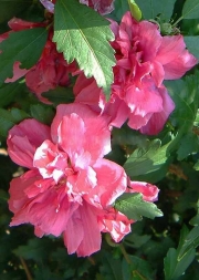 Хибискус, кичест, градински, сирийска роза (Hibiscus syriacus roseus plenus)