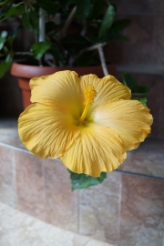 Хибискус, Китайска роза (Hibiscus)