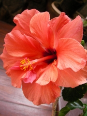Хибискус Китайска роза (Hibiscus)