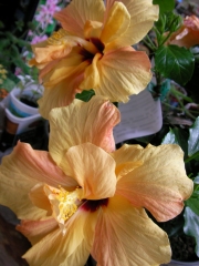 Хибискус, Китайска роза (Hibiscus)