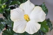 Хибискус стаен бял Китайска роза бял (Hibiscus)