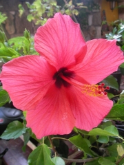 Хибискус стаен Китайска роза (Hibiscus)