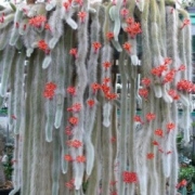 Хилдевинтера (Cleistocactus winteri Hildewintera colademononis)