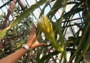 Хилоцереус (Hylocereus undatus)